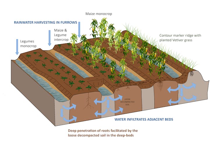 A graphic showing maize growing next to peas with ditches in between to catch water