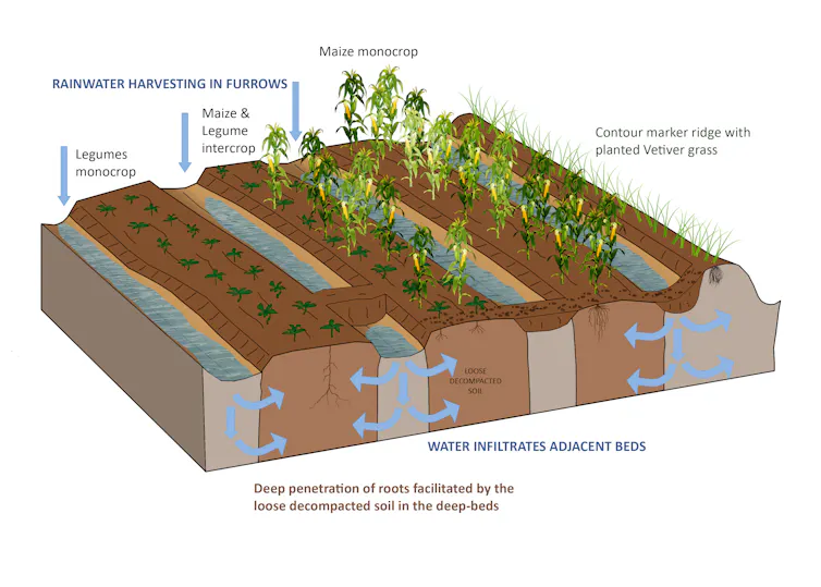 A graphic showing maize growing next to peas with ditches in between to catch water