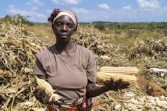 A female farmer stands in a field after harvest with big cobs of maize in one hand and small cobs in the other hand, indicating the success of intercropping combined with deep bed farming