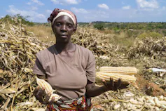 A female farmer stands in a field after harvest with big cobs of maize in one hand and small cobs in the other hand, indicating the success of intercropping combined with deep bed farming