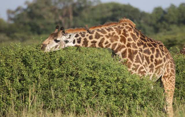 Uma girafa se esticando sobre um arbusto para comer folhas no topo do arbusto. 