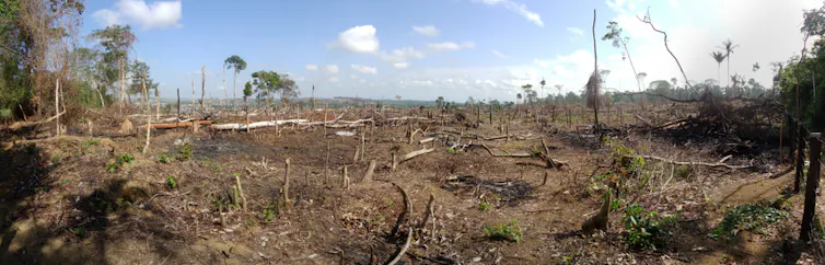 deforested land