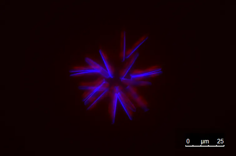 In a fluorescent image on black, parts of the diatom are active
