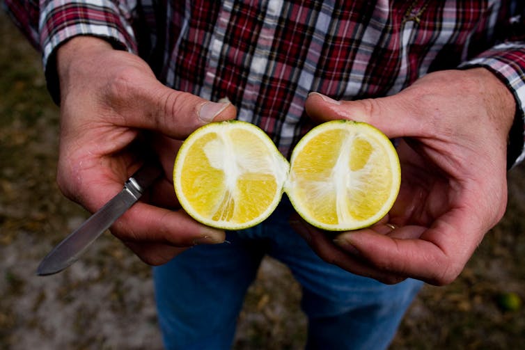 A halved orange showing signs of citrus greening disease