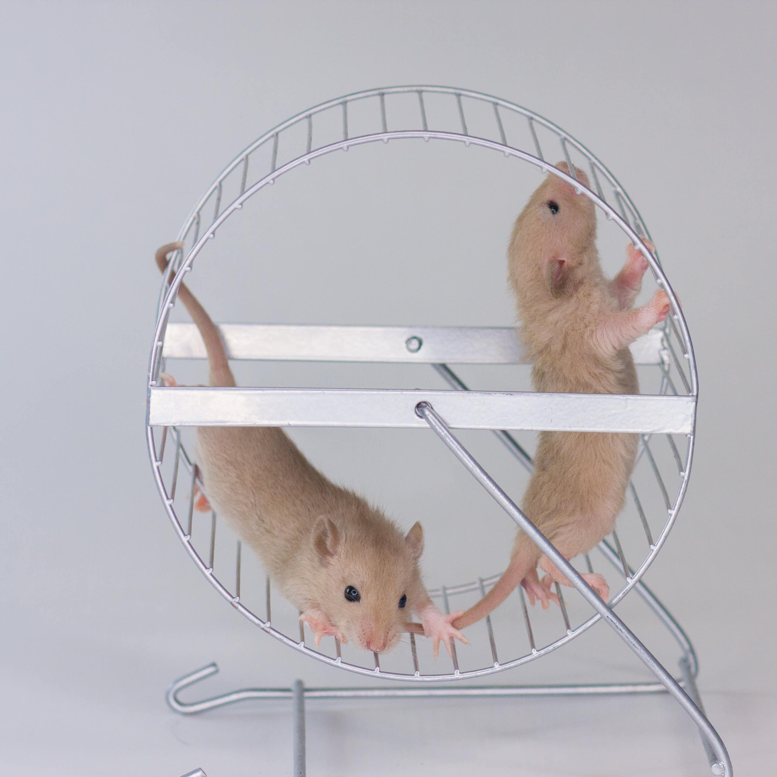 Estudiar ratones en ruedas y laberintos ayuda a entender a los adolescentes (y a evitar que consuman drogas)
