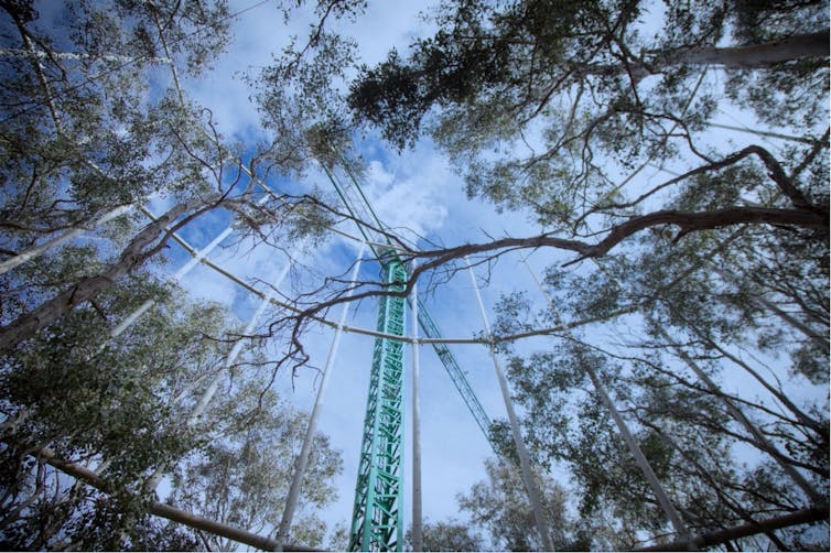 a crane and scaffolding in a forest