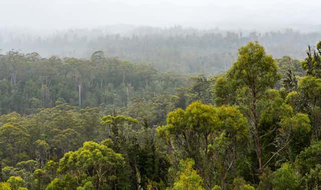 Australian forest scene
