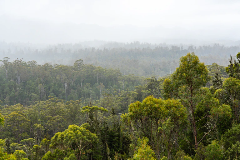 Australian forest scene
