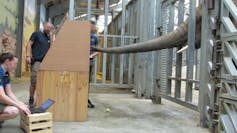 A captive elephant reaches through bars for an apple in a wooden box while a scientist measures the force of the elephant's grasp on a laptop nearby