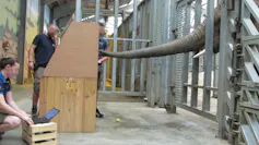 A captive elephant reaches through bars for an apple in a wooden box while a scientist measures the force of the elephant's grasp on a laptop nearby