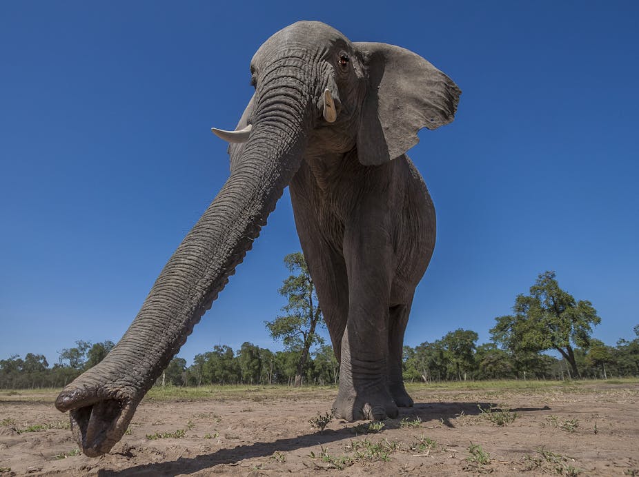 An elephant photographed from below with its trunk extended forward and the two fingers on the trunk tip clearly visible