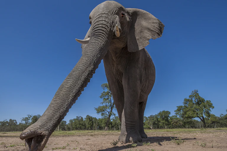 An elephant photographed from below with its trunk extended forward and the two fingers on the trunk tip clearly visible