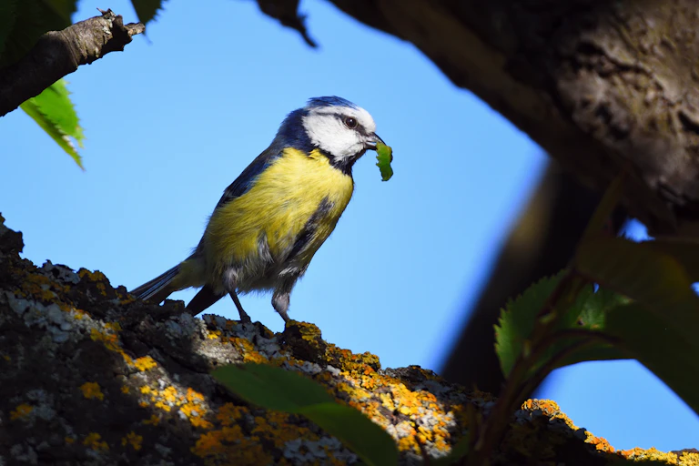 A blue tit with a caterpillar in its beak.