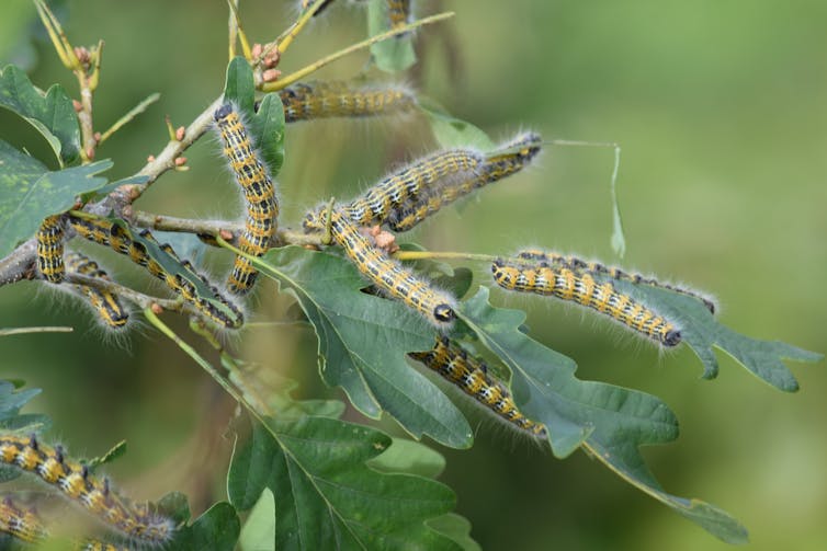 Several black and yellow striped caterpillars on leaves.