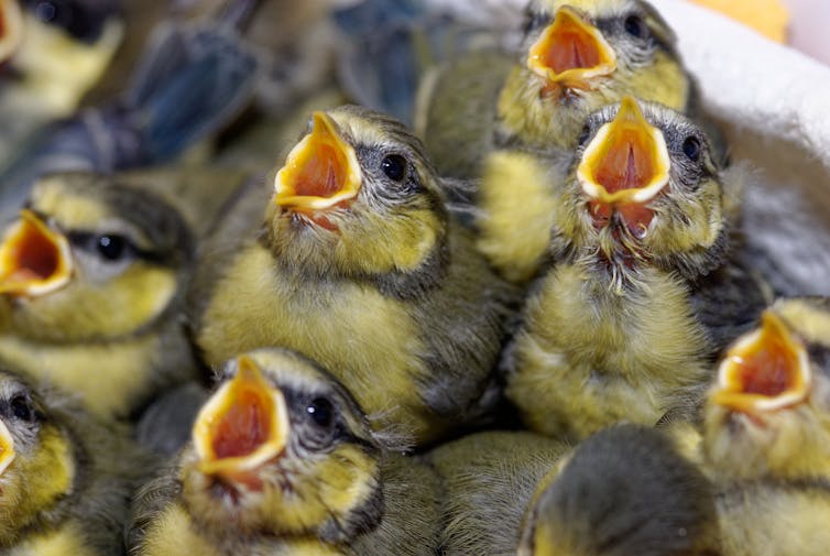 Several blue tit chicks with open mouths.