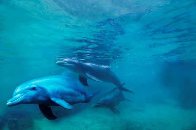 Trois dauphins sous les eaux.