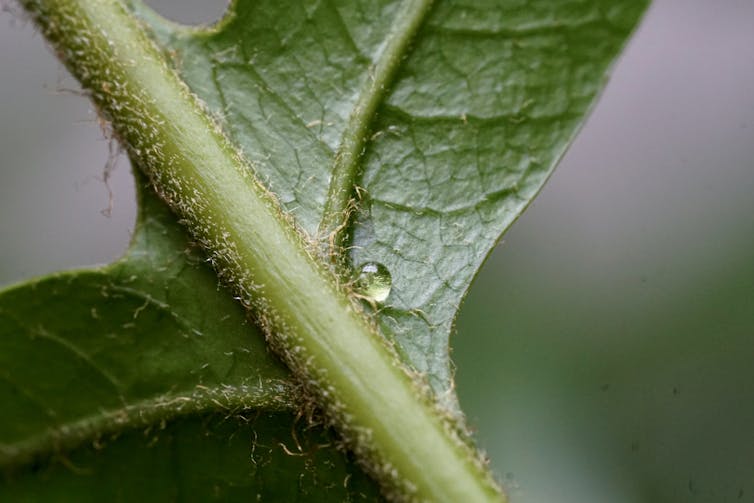 A drop of moisture on a fern leaf where it is connected to the stem
