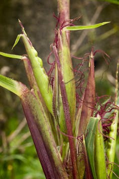 green plant stalks with reddish tendrils
