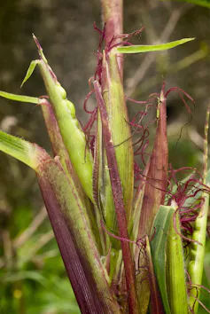 green plant stalks with reddish tendrils