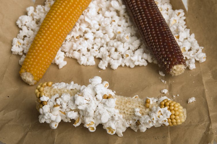 cobs of popcorn over popped kernels, one showing popping on the cob
