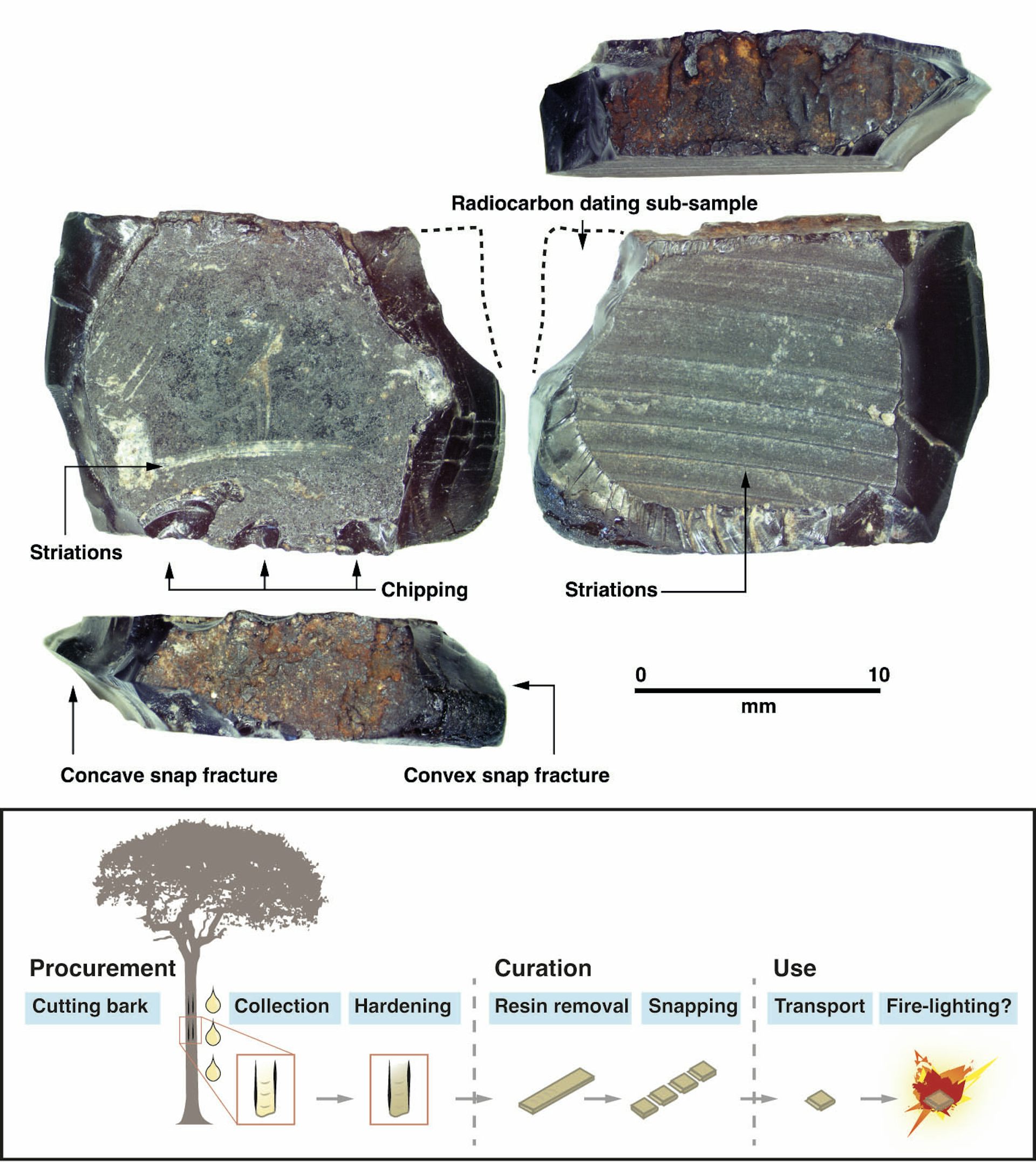 This tree resin artefact, found at Mololo Cave, dates back to 55,000 to 50,000 years ago. A chart below shows how it may have been made and used.