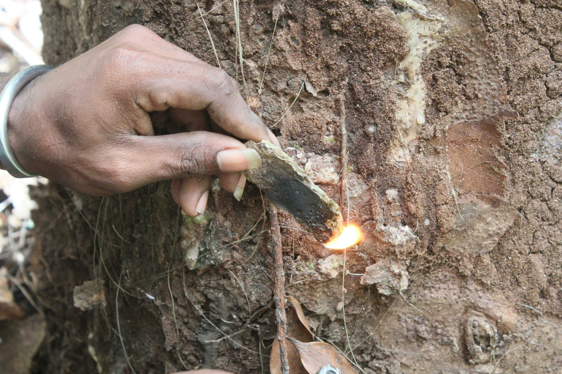 A hand holding a piece of tree resin to start a fire.