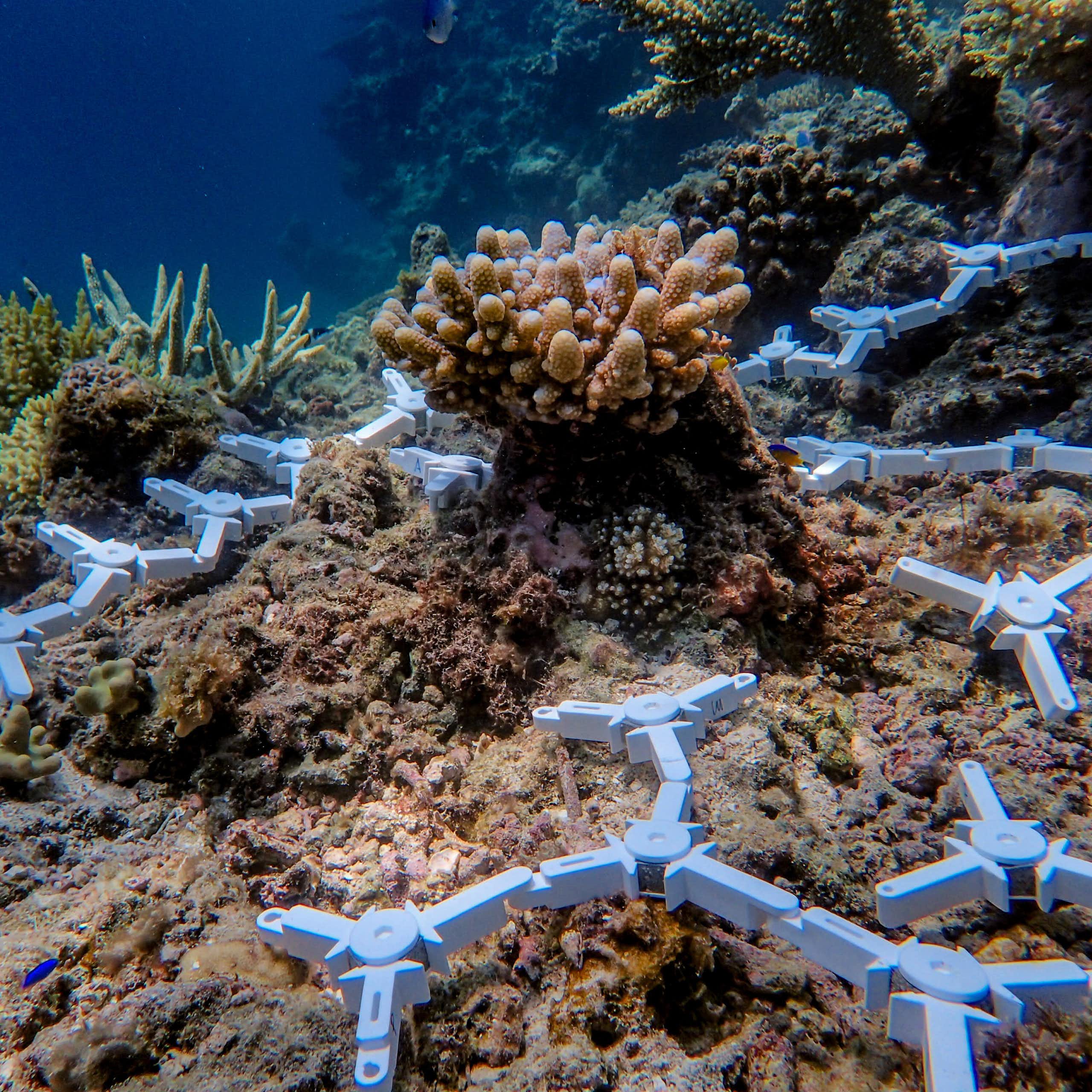 Ceramic coral seeding devices, each holding around 10 young corals on the surface of the reef on the central Great Barrier Reef.