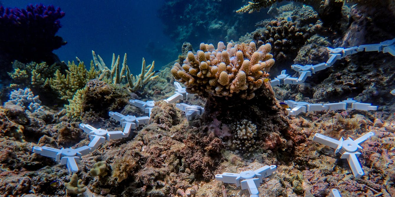 We have a moral responsibility to help low-income nations restore coral reefs