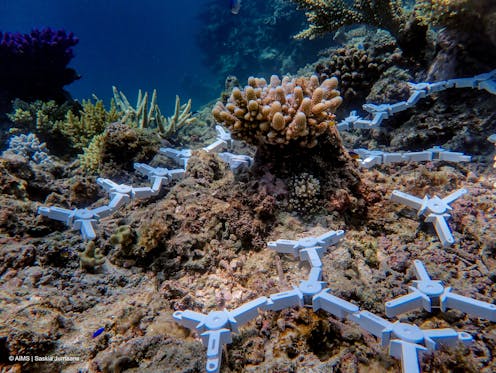We have a moral responsibility to help low-income nations restore coral reefs