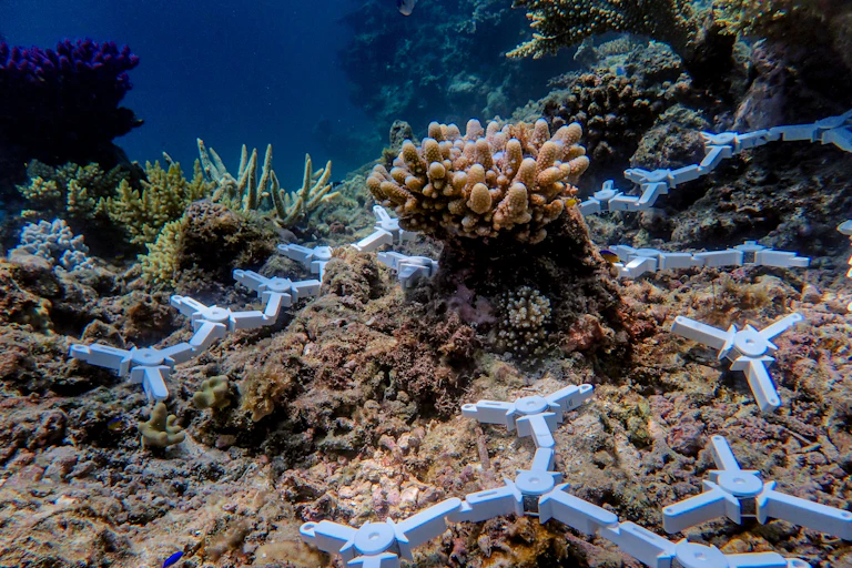 Ceramic coral seeding devices, each holding around 10 young corals on the surface of the reef on the central Great Barrier Reef.