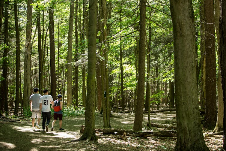 Three people in a forest