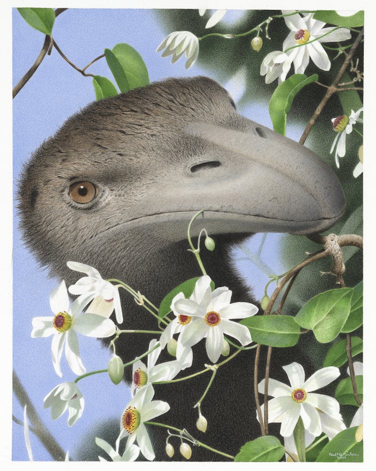 A watercolour portrait of the North Island giant moa _Dinornis novaezealandiae_ from the series: Extinct Birds of New Zealand.