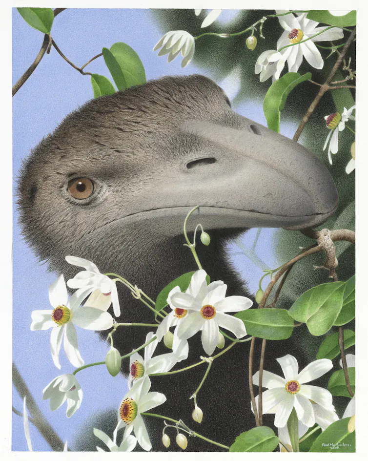A watercolour portrait of the North Island giant moa _Dinornis novaezealandiae_ from the series: Extinct Birds of New Zealand.