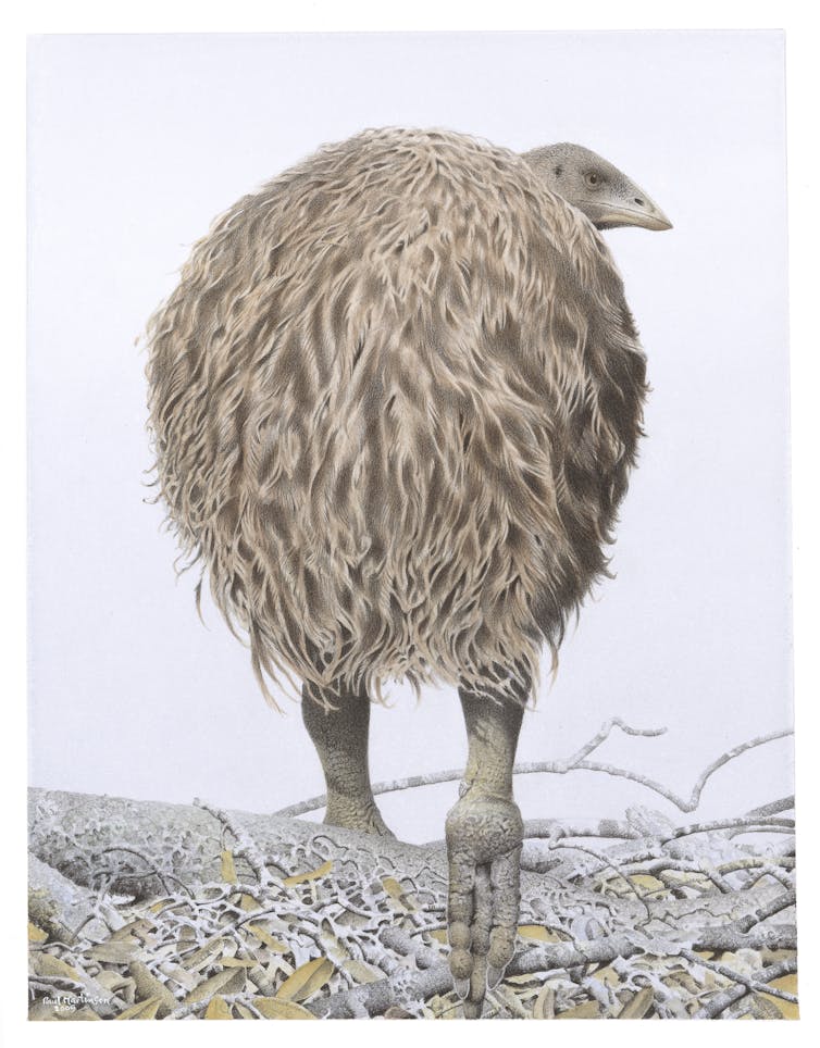 A watercolour painting showing the rear view of Mantell's moa (_Pachyornis geranoides_), one of New Zealand's extinct flightless birds