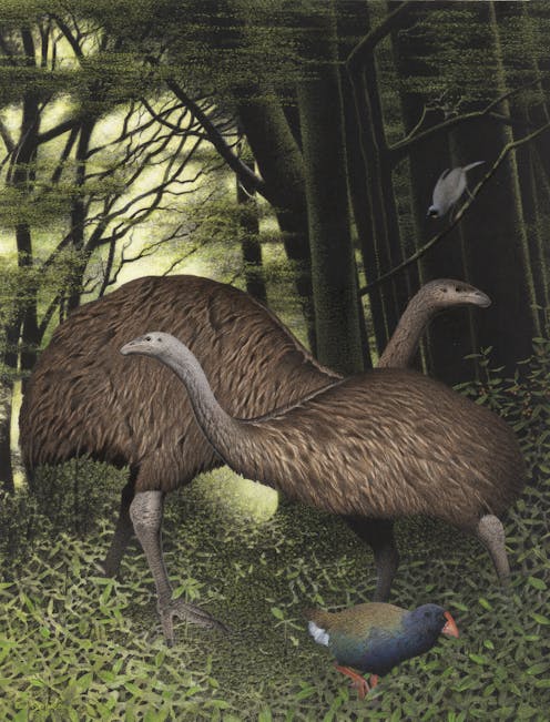 Ghosts of species past: shedding new light on the demise of NZ’s moa can help other flightless birds