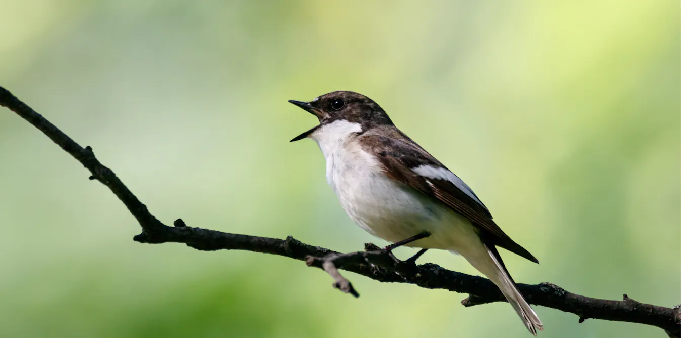 Les gènes façonnent le chant des oiseaux, même lorsque ceux-ci grandissent loin de chez eux Les gènes façonnent le chant des oiseaux, même lorsque ceux-ci grandissent loin de chez eux