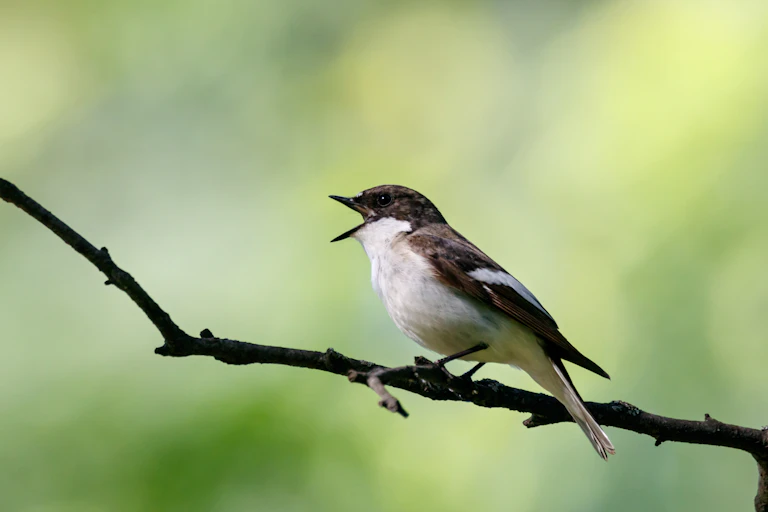 Oiseau ouvrant le bec, assis sur une brindille.