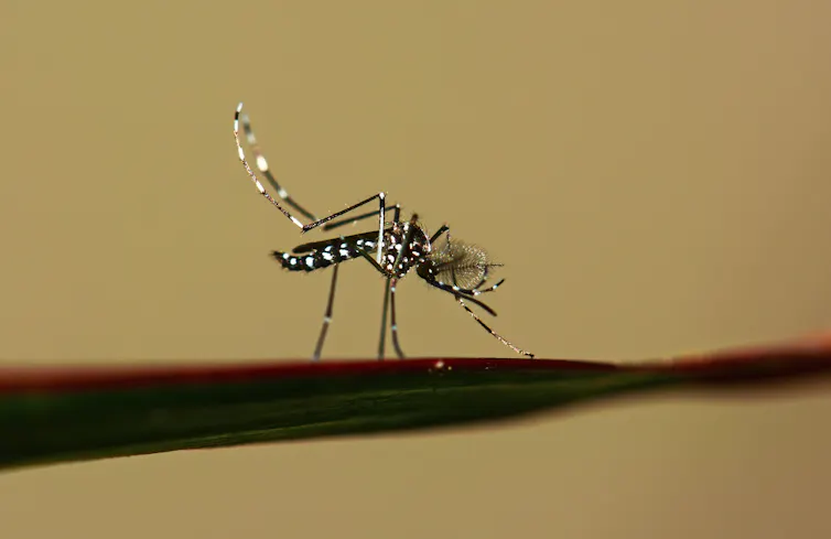 A tiger mosquito