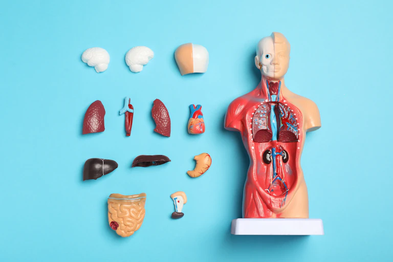 An anatomy model
