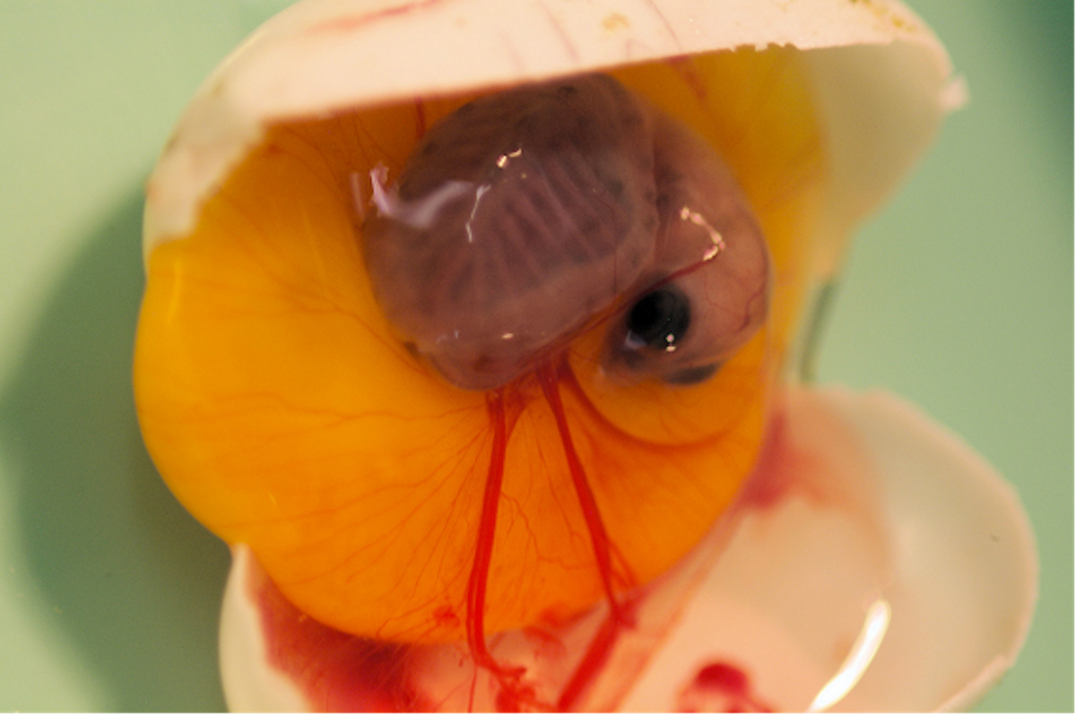 Turtle embryos speed up development to hatch in the safety ...