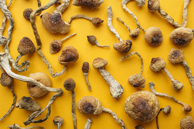 Desiccated 'magic mushrooms'