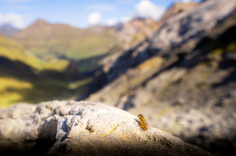 lush mountain scenery in background, small fly in foreground near rock