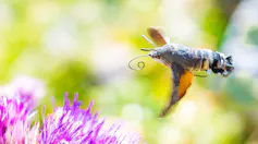 close up shot of large insect with long curled tongue, purple flower on left, green blurred background