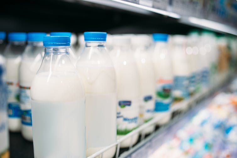 A row of plastic milk bottles in a supermarket fridge.