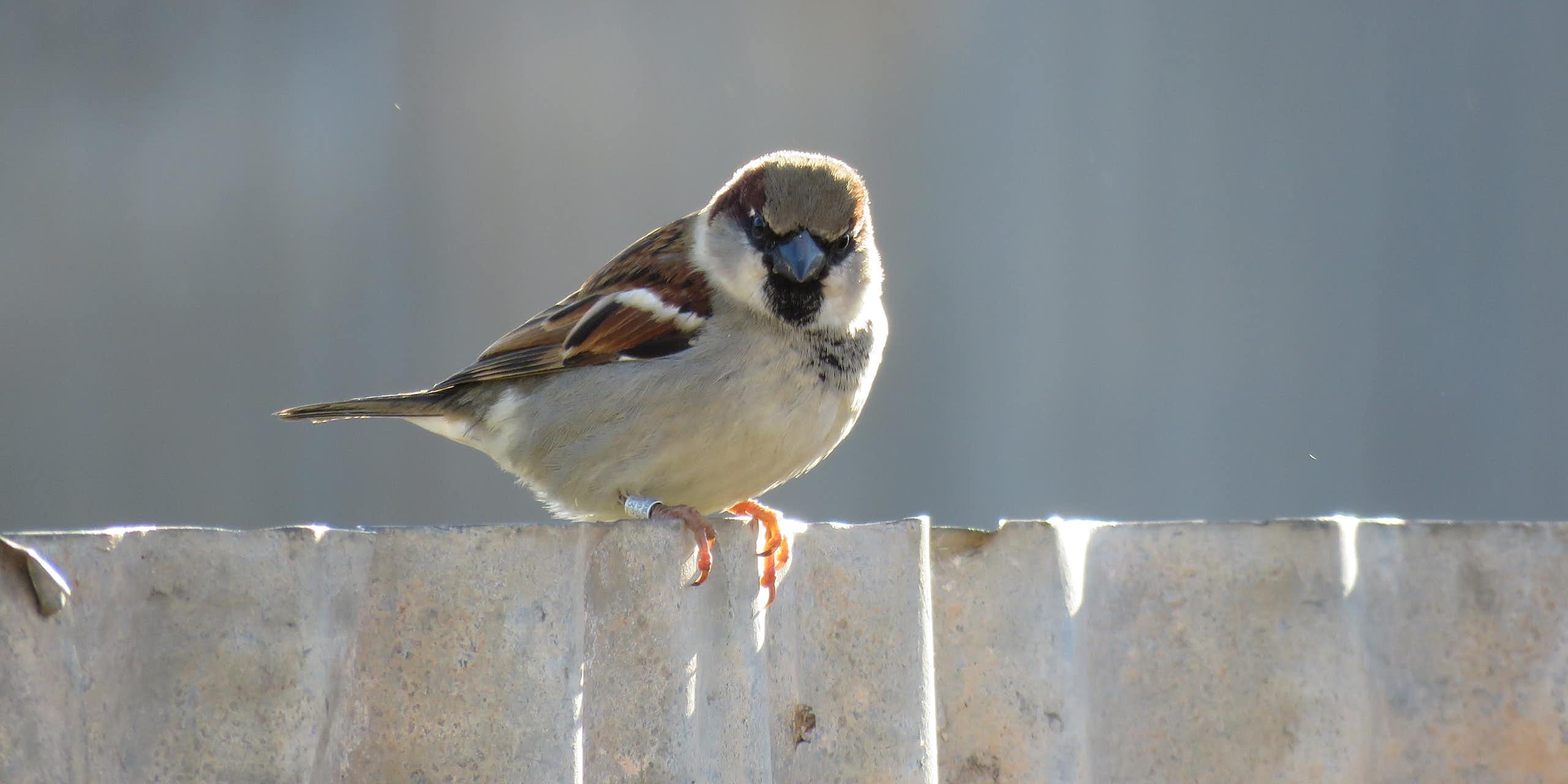 A male house sparrow on a fence