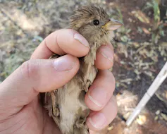 hand holding a sparrow