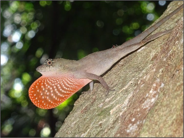 A male Anolis bicaorum lizard positioned on a tree facing downwards.