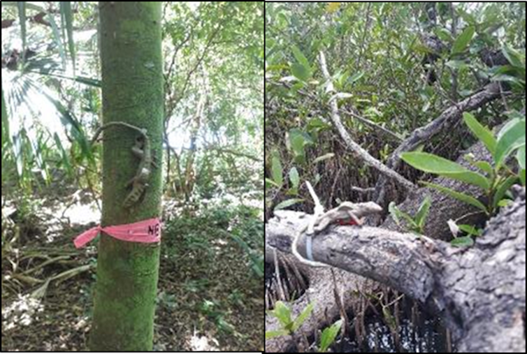 3D printed lizards positioned on trees in a forest and a mangrove plot.