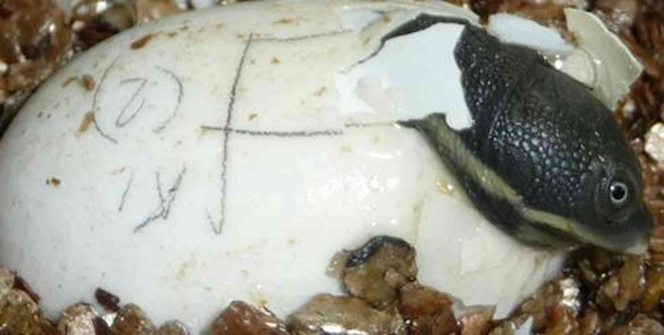 Turtle embryos speed up development to hatch in the safety of a group