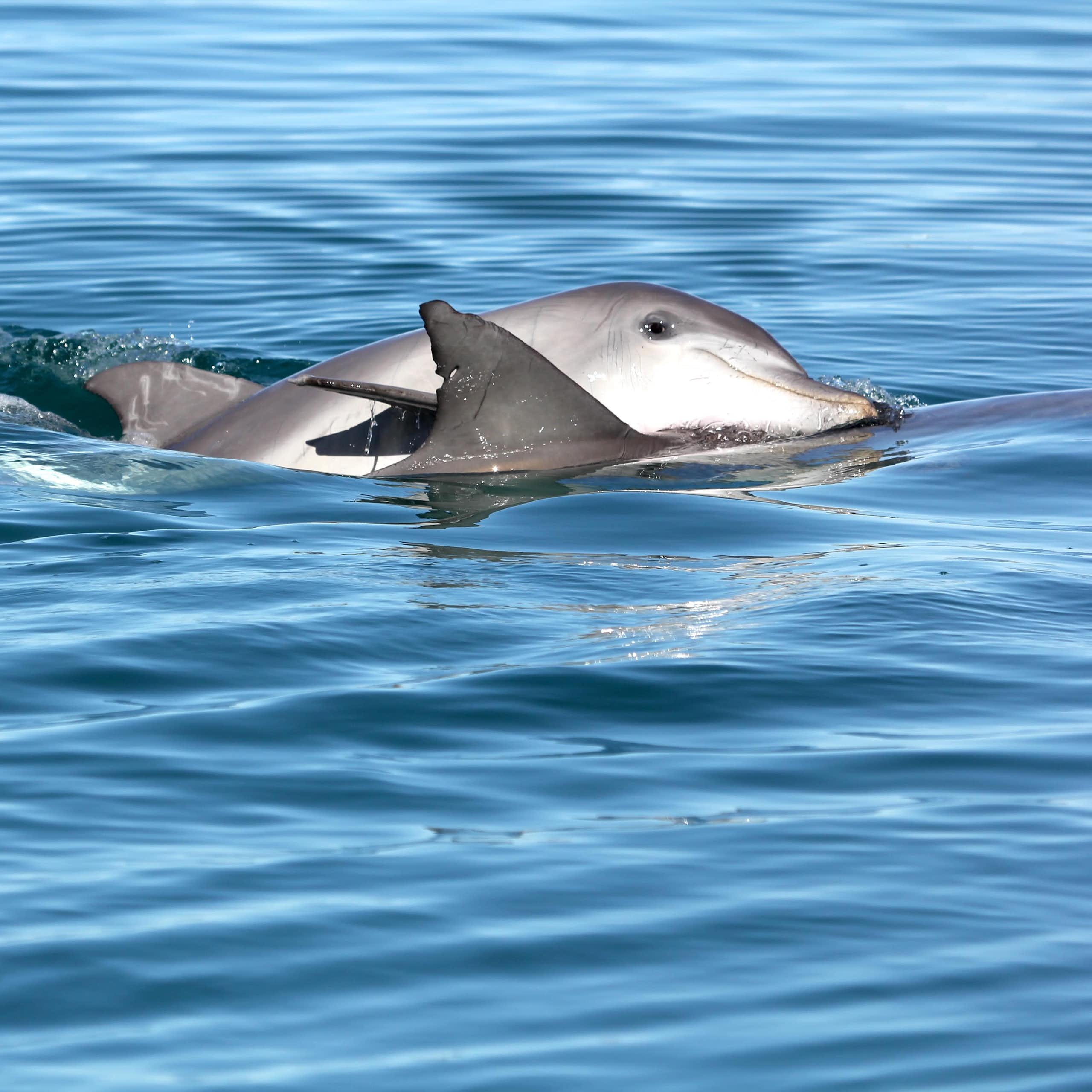 Photo showing two dolphins swimming together closely.